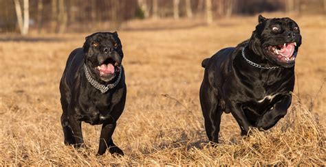 Cane Corso Breed Guide (Lifespan, Size & Characteristics)