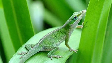 Researchers Identify Genetic Recipe For Lizard Tail Regeneration | IFLScience