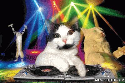 Cats Dance GIF - Cats Dance - Discover & Share GIFs