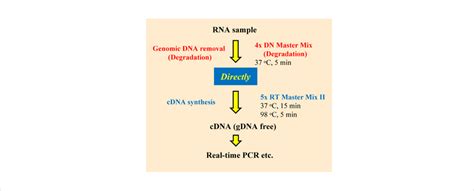 √ Cdna Synthesis / Random Primers Or Oligo Dt Primers For Cdna Synthesis : First strand cdna ...