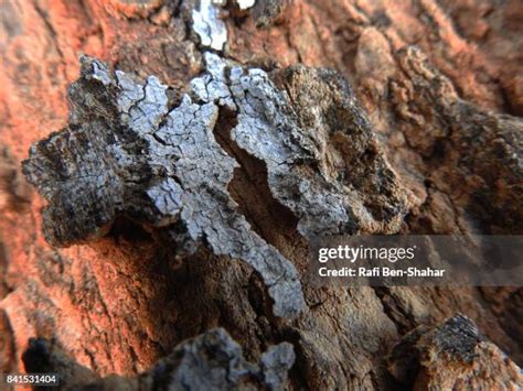 102 Acacia Bark Stock Photos, High-Res Pictures, and Images - Getty Images