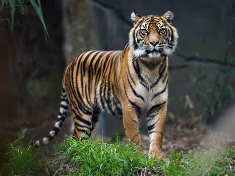 Reclassifying remaining 4,000 tigers in world could help save them from extinction, research ...