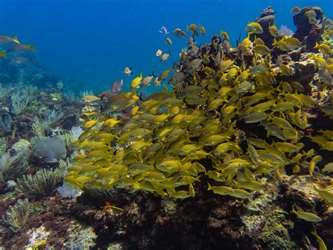 The Best Snorkeling in Cancun | Islands