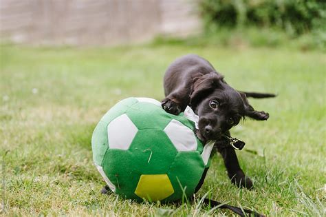 "Cute Puppy Tackles A Soccer Ball" by Stocksy Contributor "Rebecca ...