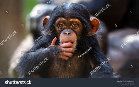 Close Portrait Offspring Chimpanzee Making Eye Stock Photo 2054305169 | Shutterstock