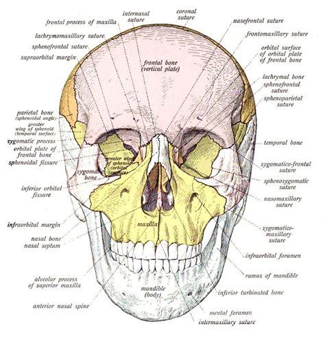 Human Skull Bones Skull Wikipedia The Free Encyclopedia | Forensic anthropology, Forensics ...