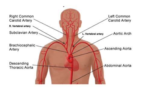 4 - Cranial Blood Vessels Flashcards | Quizlet