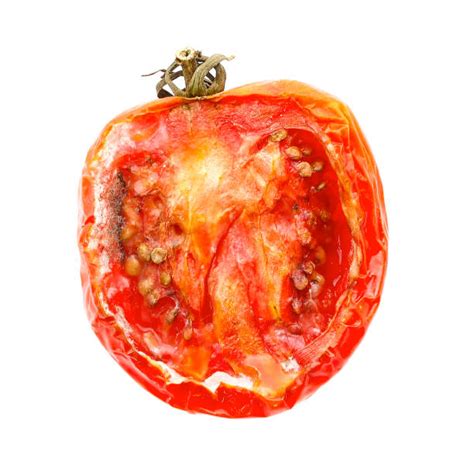 Rotten Tomato Stock Photos, Pictures & Royalty-Free Images - iStock