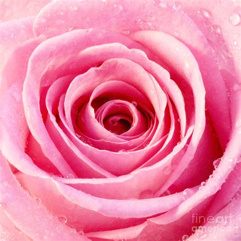 Rose With Water Droplets - Pink Photograph by Natalie Kinnear