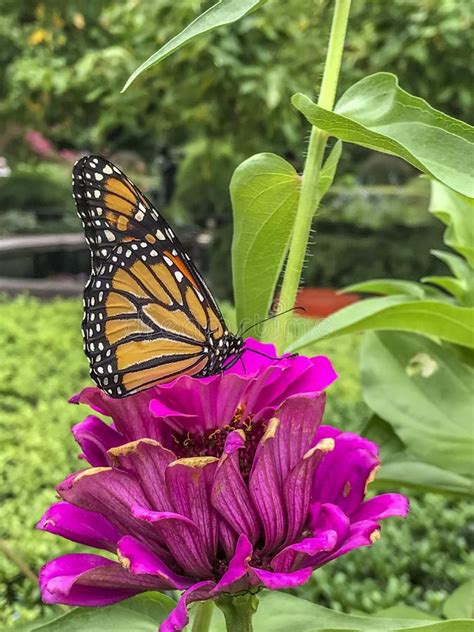 Monarch Butterfly Danaus Plexippus Stock Image - Image of danaus ...