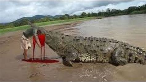 Top 10 Crocodile Attacks on Humans Compilation 2016! | اضحك | Pinterest ...