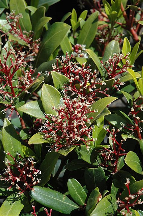 Male Japanese Skimmia (Skimmia japonica 'Male') in Issaquah Seattle ...