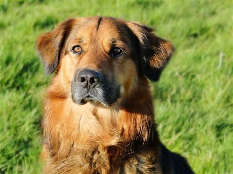 German Shepherd Golden Retriever Mix: Best of Both