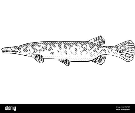 Florida gar Black and White Stock Photos & Images - Alamy