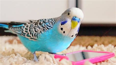 Budgie singing to mirror | Parakeet Sounds | Doovi