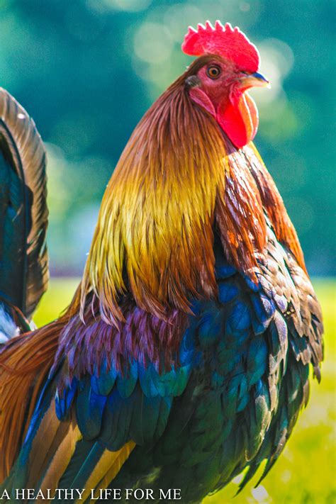 Chicken Painting, Chicken Art, Chicken Humor, Turkey Chicken, Beautiful Chickens, Beautiful ...