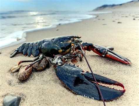 Atlantic Lobster – "OCEAN TREASURES" Memorial Library