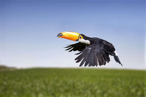 11 Fascinating Facts About Toucans