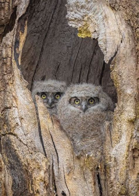 20 Beautiful Winning Photos Of The SINWP Bird Photographer Of The Year