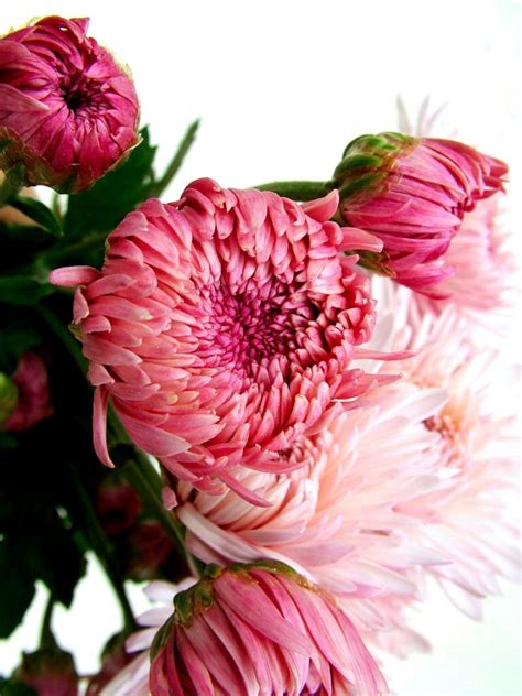 November birth flower - Flower Press