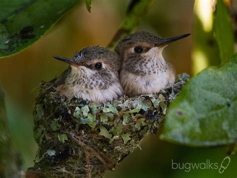 Rufous Hummingbird Family - Photography by Curtis W. Smith