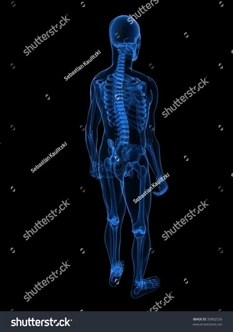 X-Ray - Human Skeleton Stock Photo 35802526 : Shutterstock