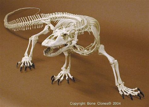 Reptile Skeletons & Skulls - sSNAKESs : Reptile Forum | Animal skeletons, Animal skulls, Animal ...