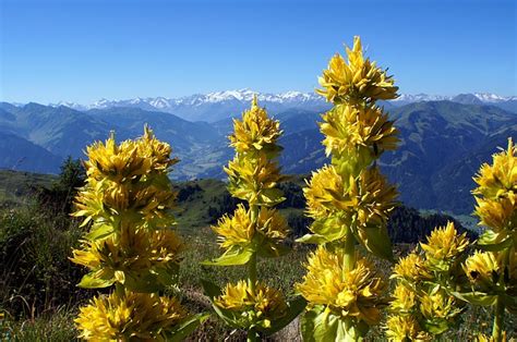 Gentian Root Health Benefits and Uses - Healthy Hildegard