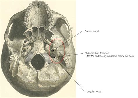 Skull and Spine: Eagle syndrome