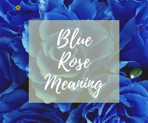 Blue Rose Meanings and Symbolism - SnapBlooms Blogs