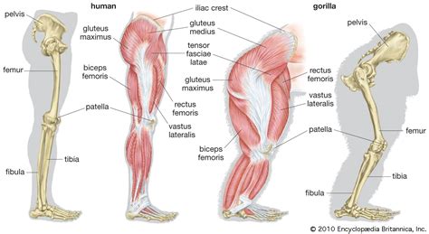 Human evolution | History, Stages, Timeline, Tree, Chart, & Facts ...