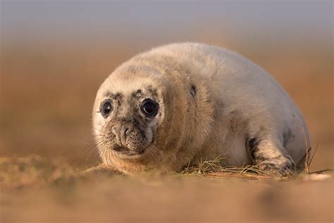 Grey Seal Photography Workshop