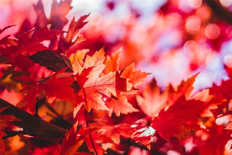 Online crop | red maple leaf HD wallpaper | Wallpaper Flare