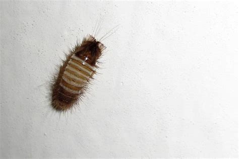 What Do Carpet Beetle Larvae Look Like | www.resnooze.com