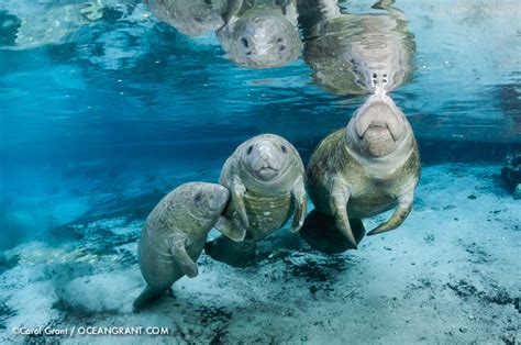 Manatees–Sirens of Crystal River Details | Manatee Tales