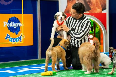 Moosh is crowned MVP for Puppy Bowl 2024! | Watch Highlights From Puppy Bowl | Discovery