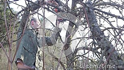 Pruning Trees and shrubs stock footage. Video of tree - 117331226