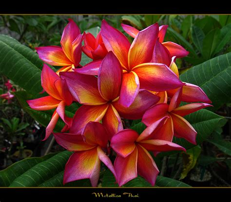 Rare Flowers - The Plumeria Metallica Thai - a photo on Flickriver