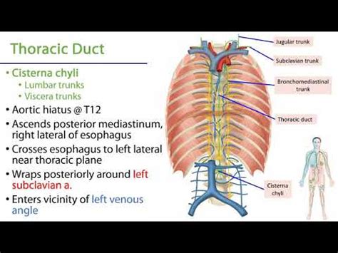 LO 4 - Thoracic Duct - Posterior Mediastinum - YouTube