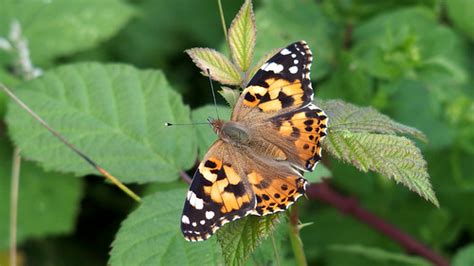 Painted Lady | Painted Lady (Vanessa cardui) 13 August 2019 … | Flickr