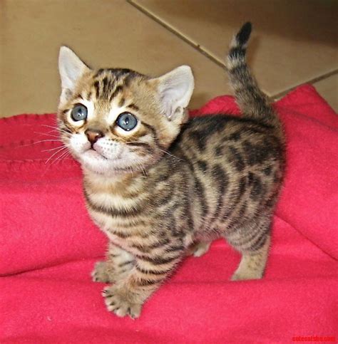 Bengal Cats For Sale | Altoona, PA #245842 | Petzlover