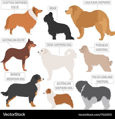 Types Of Sheepdog Breeds