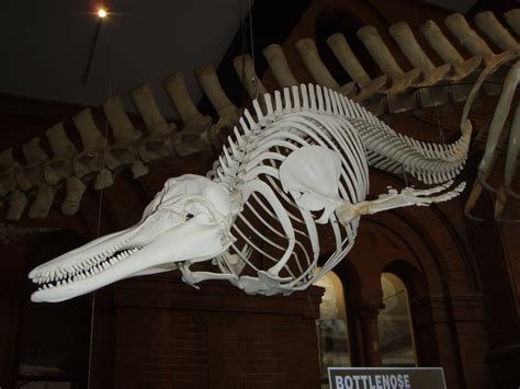 Bottlenose dolphin skeleton | In the South Australian Museum… | Flickr