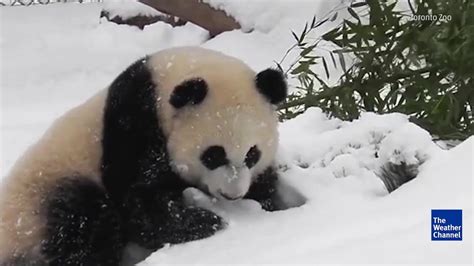 Pandas Playing in Snow is Adorable | The Weather Channel