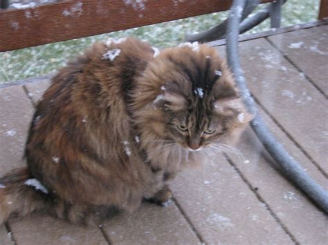 December Snowflakes by Meeshellz41 | Snowflakes, December, Cats