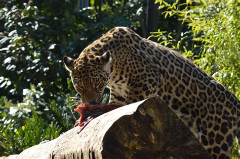 Jaguar feeding, 4/4/23 - ZooChat