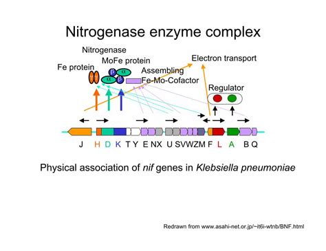 (PDF) Nitrogenase enzyme complex - College of Natural Resources - UC ...