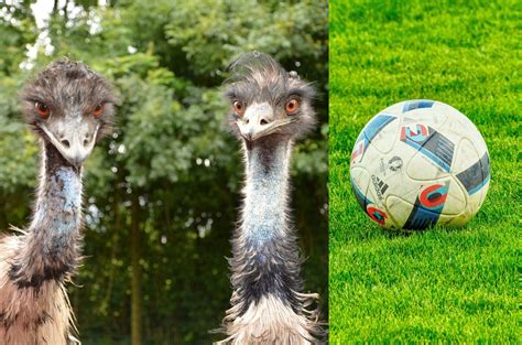 Watch: Wacky Incident in USA Where Two Emus Join Kids To Play Soccer ...