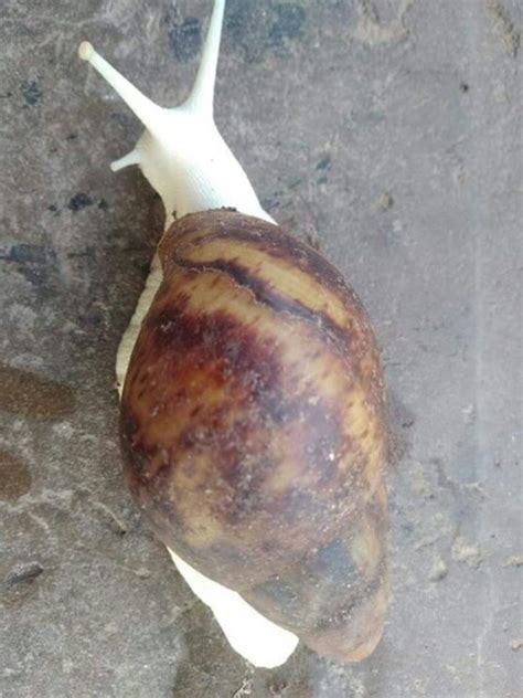 Take A Look At This 'Albino' Snail I saw - Food - Nigeria