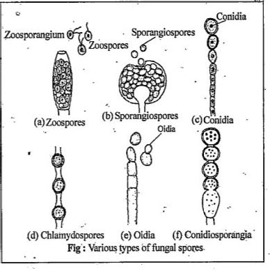 Types Of Fungal Spores